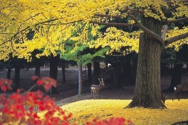 Nara Park - Autum - Kansai