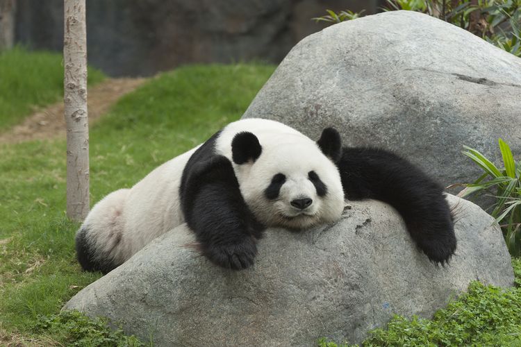 Ilustrasi panda tidur