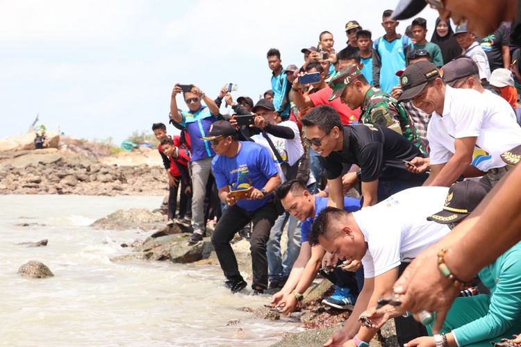Sebanyak 80 ekor tukik atau yang lebih dikenal anak penyu dilepas di pantai Napau, Lingga, Kepulauan Riau, Minggu (1/9/2019).
