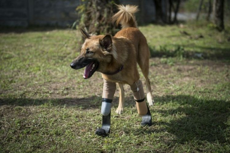 Cola, anjing pertama yang menggunakan lempengan setelah kakinya diamputasi. Kaki yang ringan dibuat khusus untuk anjing dengan energi tinggi agar memudahkannya berlari dan melompat.