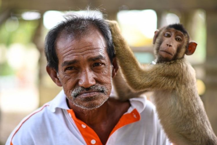 Seekor monyet menyetuh rambut Wan Ibrahim Wan Mat di luar rumahnya di desa Melor di negara bagian utara Kelantan, Malaysia. Foto ini diambil pada 8 Februari 2018. (AFP/Manan Vatsyayana)