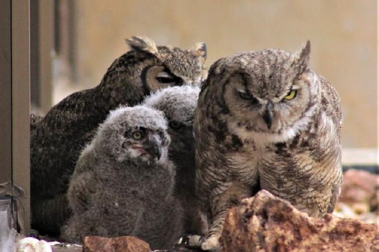 Burung hantu bertanduk besar