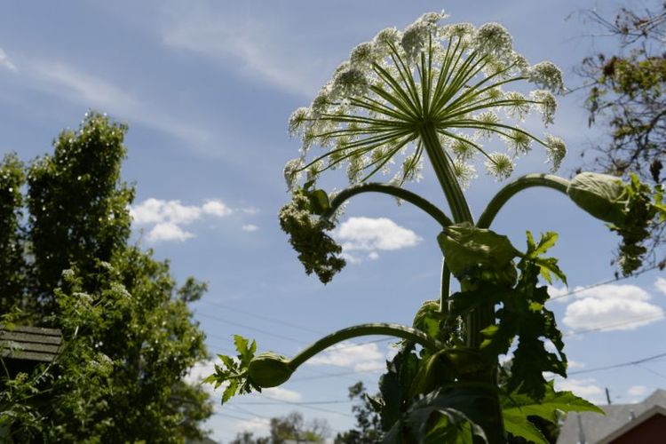 Tanaman beracun giant hogweed bisa menyebabkan luka bakar dan kebutaan
