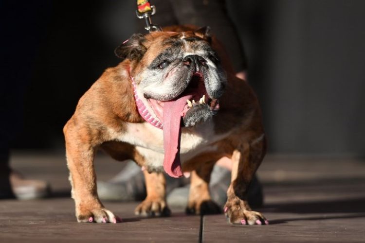 Zsa Zsa si English Bulldog, pemenang kontes anjing terjelek dunia 2018. (AFP/Josh Edelson)