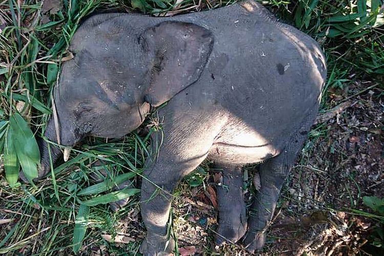 Gajah kerdil ditembak mati setelah menghancurkan tanaman penduduk di sebuah daerah terpencil di Kalimantan bagian Malaysia. (AFP)