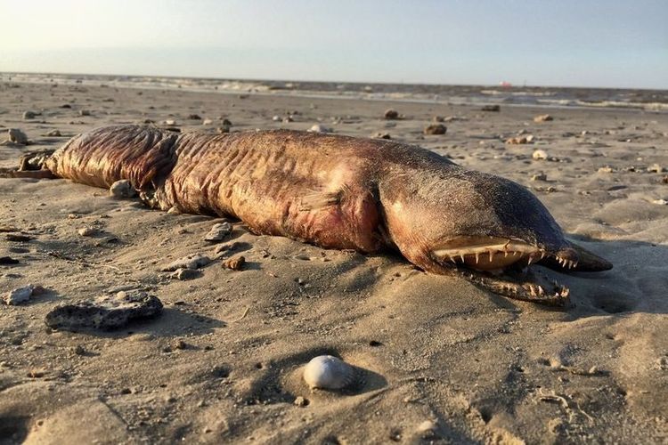 Bangkai seekor monster laut yang membingungkan para ahli satwa bingung ditemukan terdampar di pantai Texas City, Texas, AS. Diduga dihempaskan ke darat oleh gelombang laut yang dipicu badai Harvey. 