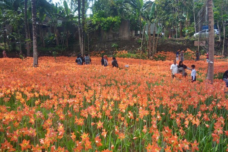 Kebun Bunga Amarilis, Dusun Salam, Putat, Patuk, kembali mekar.