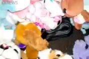 Seekor Ular Berbisa Ditemukan di Tumpukan Boneka Mainan Anak