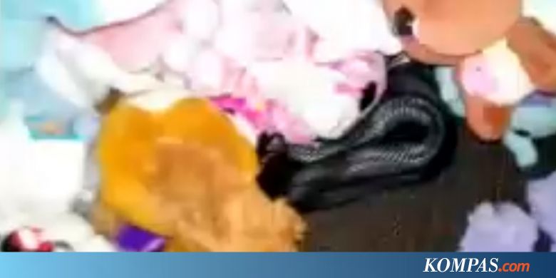 Seekor Ular Berbisa Ditemukan di Tumpukan Boneka Mainan Anak