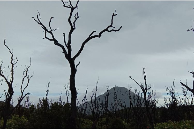 Hutan mati Papandayan