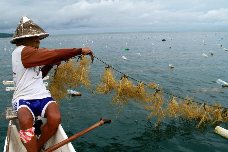 Petani mengangkat rumput laut yang akan di panen  di Desa Tadui, Mamuju, Sulawesi Barat, Kamis (2/11/2017). Kementerian Kelautan dan Perikanan (KKP) menaikkan target produksi rumput laut 2017 menjadi 13,4 juta ton daripada tahun 2016 yang hanya mencapai 11 juta ton.