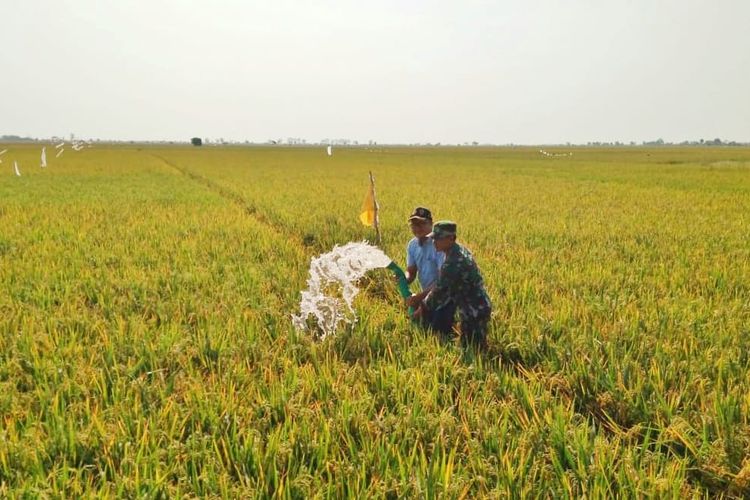 Mengatasi musim kemarau yang diprediksi mengalami puncaknya bulan Agustus dan September 2018 ini, Kementerian Pertanian telah melakukan langkah antisipatif untuk tetap menjaga produksi padi nasional