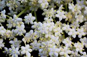 Rasa Kue Pernikahan Harry dan Meghan Adalah Elderflower, Apakah Itu?