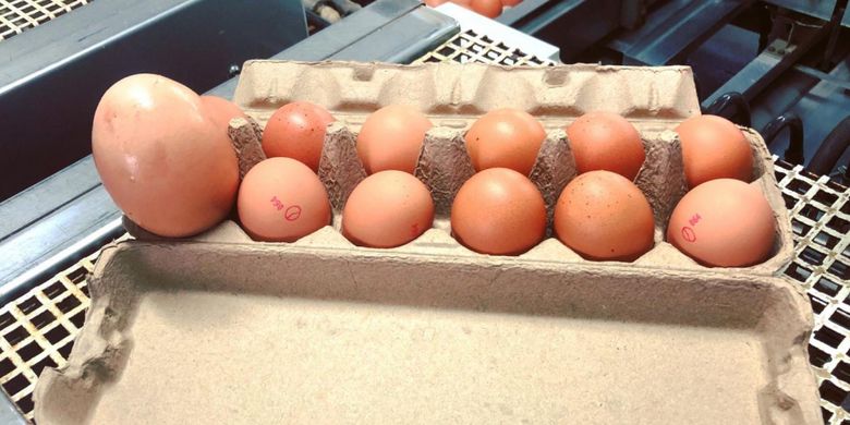 Telur beranak ini memiliki ukuran tiga kali lebih besar dari telur ayam umumnya.