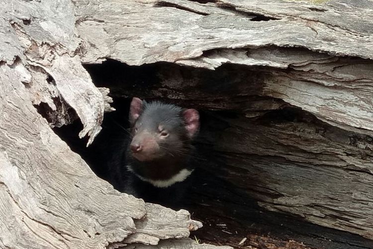 Tasmanian devil, hewan khas Tasmania yang terancam punah.