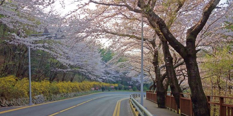 Dalmaji Hill Road (Dalmaji-gil-gu) di Busan, Korea Selatan.
