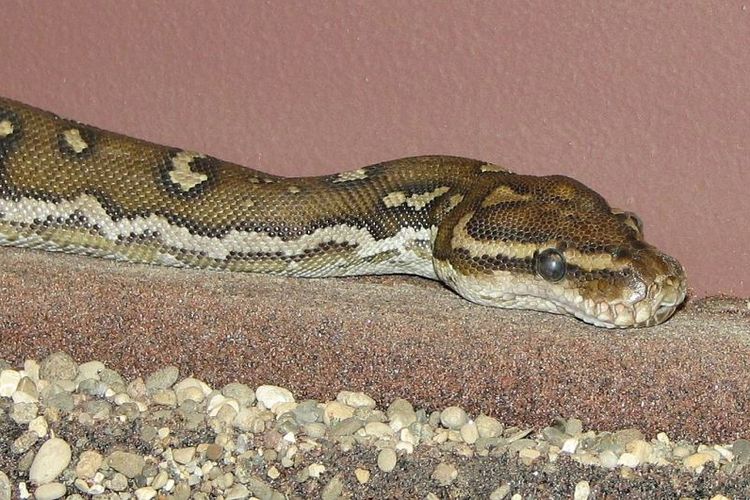 Ular piton angola (Python anchietae)