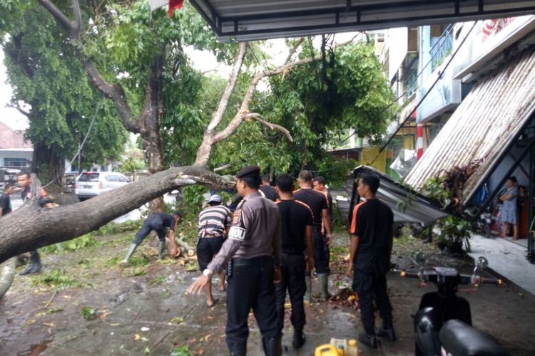 Sebuah pohon akasia tumbang akibat angin kencang di Mataram.