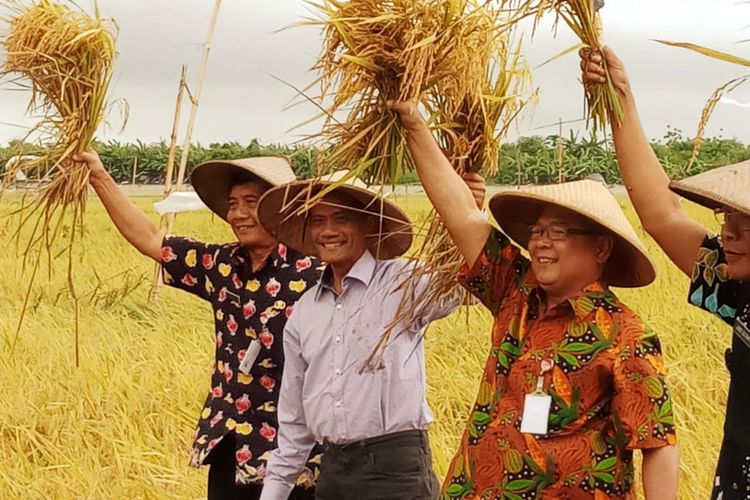 Kepala Badan Ketahanan Pangan Kementan Agung Hendriadi (kedua dari kiri) saat panen padi di Waekasar, Kabupaten Buru, Provinsi Maluku, Rabu (20/12/2017). 