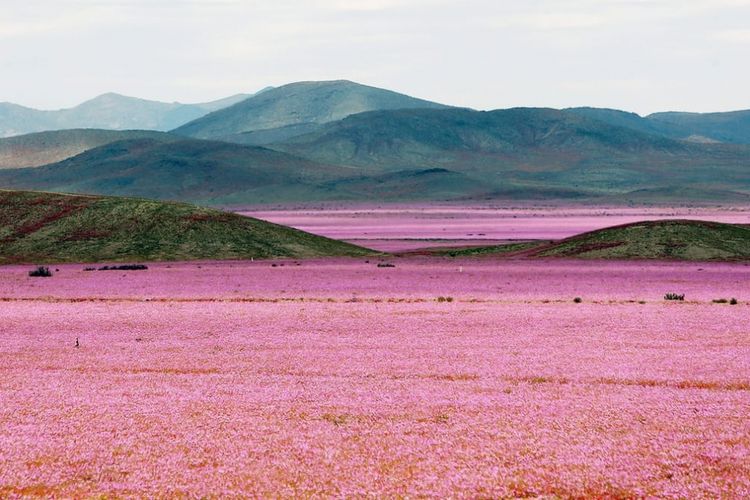 Lautan bunga di Gurun Atacama, Cile. 