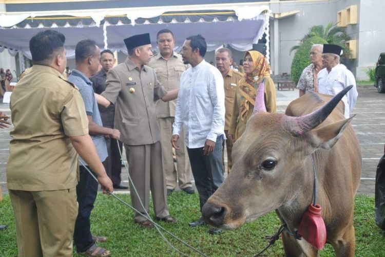 Gubernur Maluku, Said Assagaff menyerahkan seekor sapi bantuan Presiden Joko Widodo lke Masjid Alfatah AMbon, Selasa (29/8/2017)