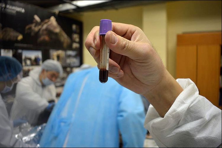 Sampel darah kuda yang diambil para peneliti