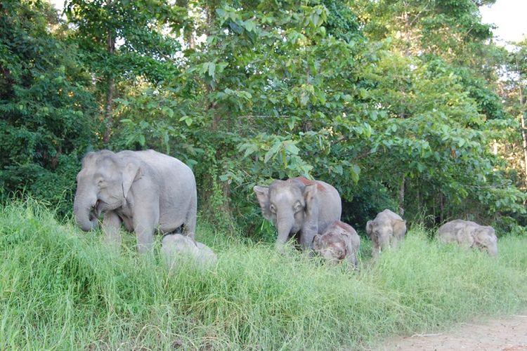 Kawanan gajah liar terlihat di Malaysia.