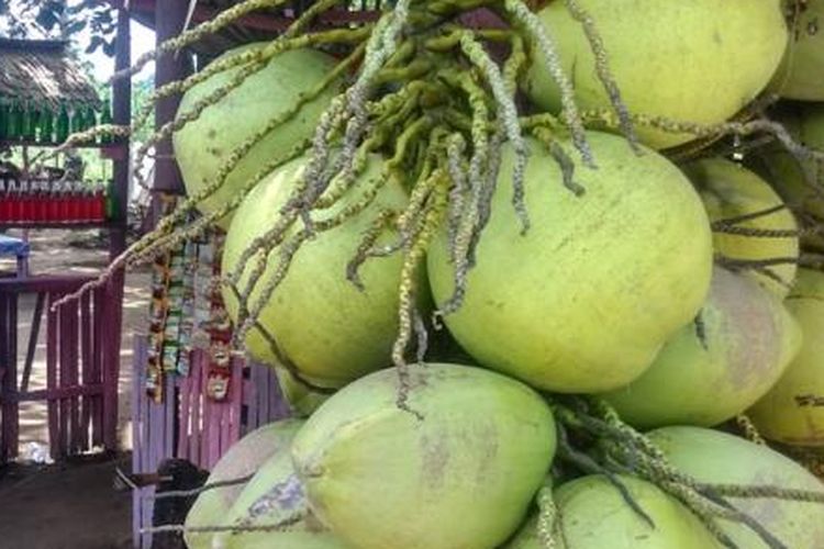 ilustrasi buah kelapa