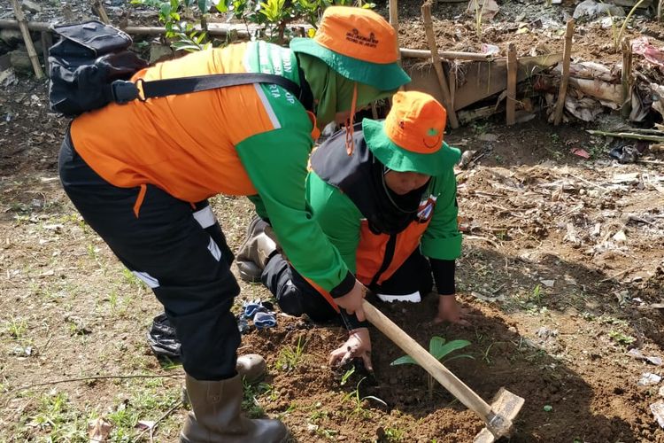 Petugas UPK Badan Air menanam bibit pohon salak condet di bantar Sungai Ciliwung, Condet, Senin (22/4/2019).
