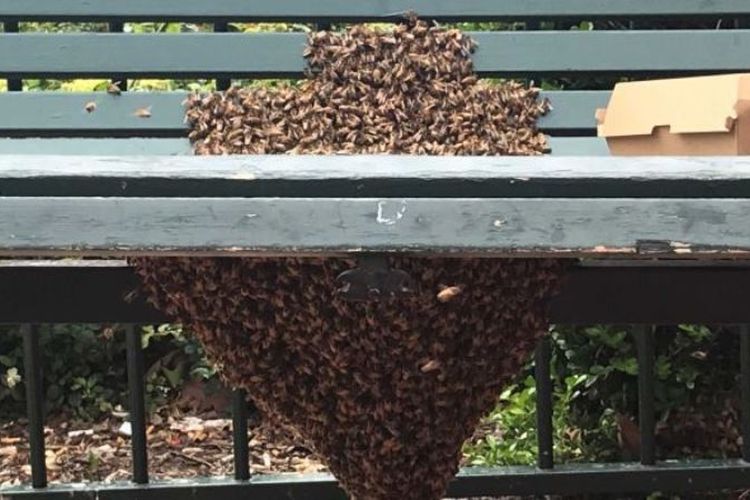 Sarang lebah di kota Sydney, Australia. (ABC News)