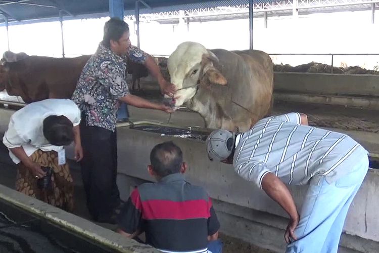 Petugas dari Dinas Pertanian sedang memberikan pelatihan mengenali sapi yang sehat di Solo, Kamis (25/8/2017).