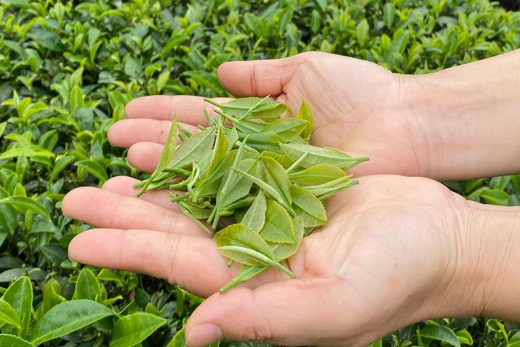 Potret close-up seseorang yang memegang daun teh.
