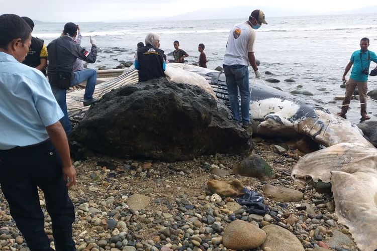 Bangkai paus sepanjang 8 meter terdampar di pantai Desa Liliboy, Kecamatan Leihitu Barat, Kabupaten Maluku Tengah, Jumat (30/8/2019) Foto Dok LPSP