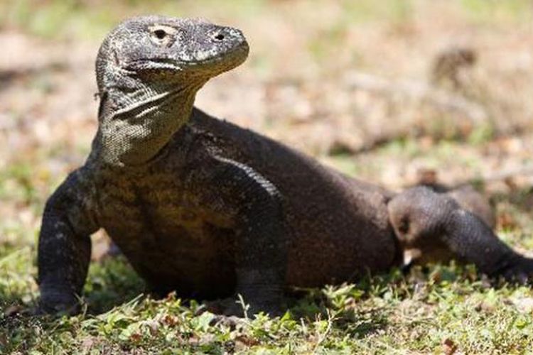 Satwa endemik Komodo (Varanus komodoensis) di Pulau Rinca, Kecamatan Komodo, Manggarai Barat, Nusa Tenggara Timur, Senin (4/6/2012).   KOMPAS IMAGES/RODERICK ADRIAN MOZES