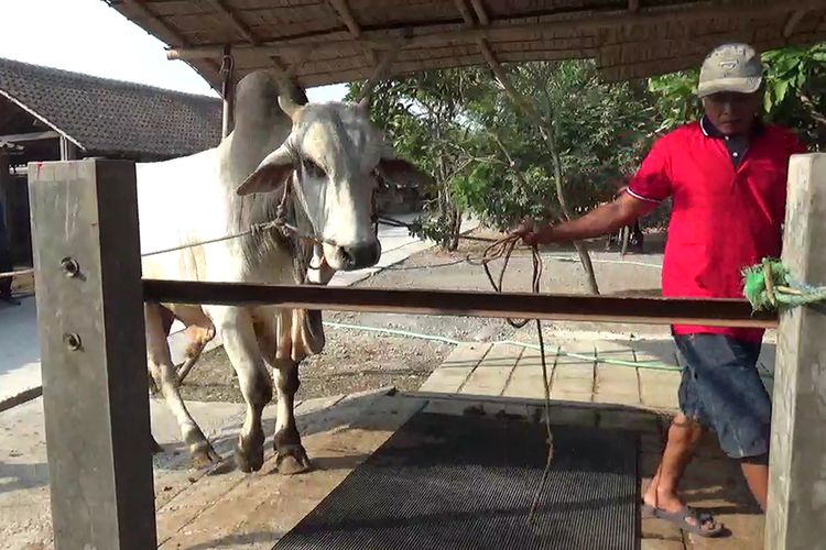 Salah satu sapi yang diisumbangkan Presiden Joko Widodo di Solo, Rabu (30/8/2017).