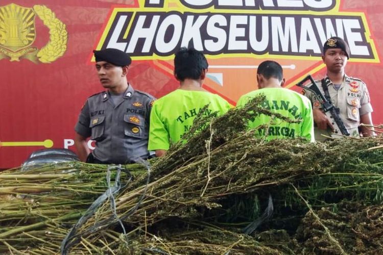 Polisi memperlihatkan tersangka yang merupakan pekerja dari 5 hektare ladang ganja di Lhokseumawe, Aceh, Jumat (19/7/2019).