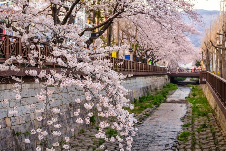 Sakura bermekaran saat musim semi di Jinhae, Korea Selatan. 