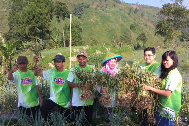 Kelompok tani Berkah Tani memanen bawang daun dan tomat yang ditanam dengan sistem multiple cropping di Desa Tuwel, Tegal, pada Rabu, 30 Mei 2018.
