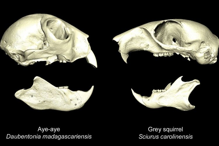 model 3D tengkorak aye aye dan tupai