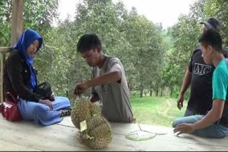 Ini sensasi baru menikmati durian di kecamatan Bulo Polewali mandar sylawesi barat. Wisatawan bisa memetik dan makan durian langsung dari pohonnya atau menikmatinya di gasebo yang disediakan penbgelola.