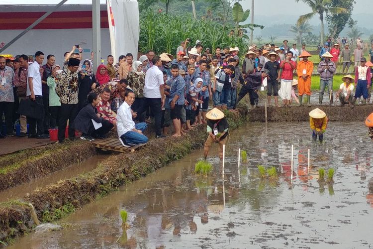 Presiden Joko Widodo mengawali hari kedua di Garut dengan blusukan ke sawah, Sabtu (19/1/2019) pagi.   Blusukan ini dalam rangka Gerakan Mengawal Musim Tanam Okmar 2018/2019 yang digelar Kementerian Badan usaha Milik Negara.
