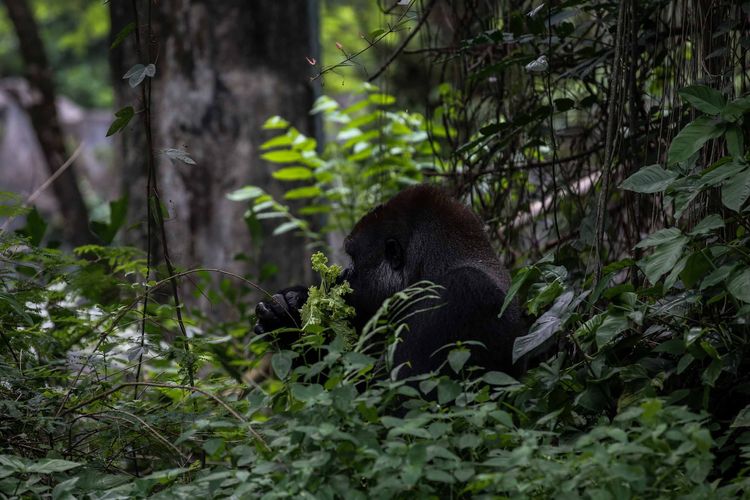 Pengasuh hewan saat memberikan makan Gorila di Kebun Binatang Ragunan, Jakarta Timur, Rabu (20/3/2019). Makanan yang diberikan adalah jenis buah-buahan dan sayuran.