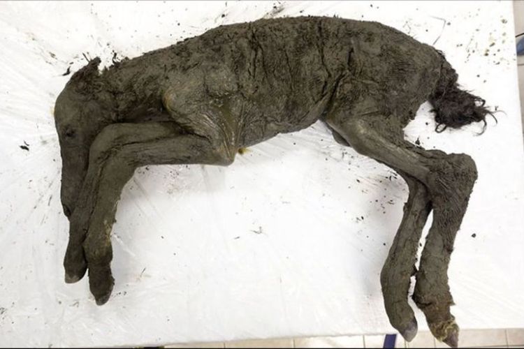 Bayi kuda berusia dua sampai tiga bulan ditemukan di Siberia. Kuda ini sudah mati sekitar 40.000 tahun lalu dan spesiesnya sudah punah.