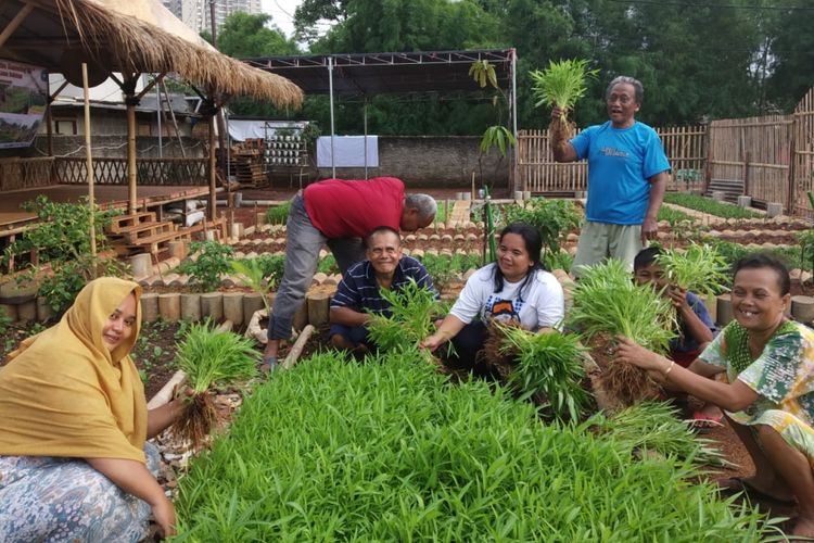 Kelompok Tani Kebayoran Lama Selatan Panen Sayuran dari Lahan Kosong di Daerah Mereka