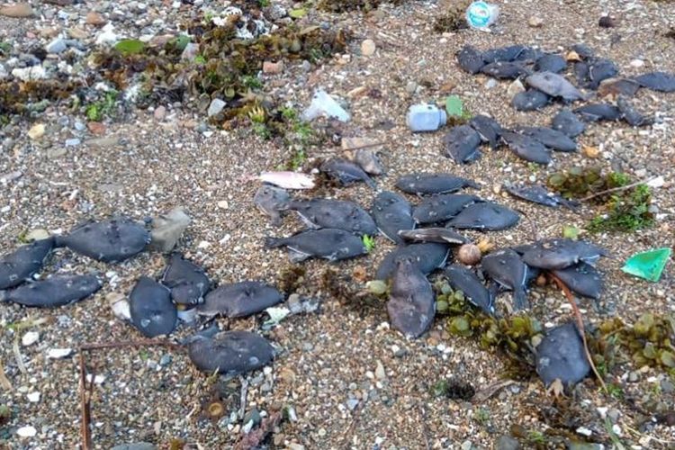 Ratusan ikan mendadak mati terdampar di pantai Desa Rutong, Kecamatan Leitimur Selatan, Ambon, Minggu (15/9/2019) Foto Waty Thenu