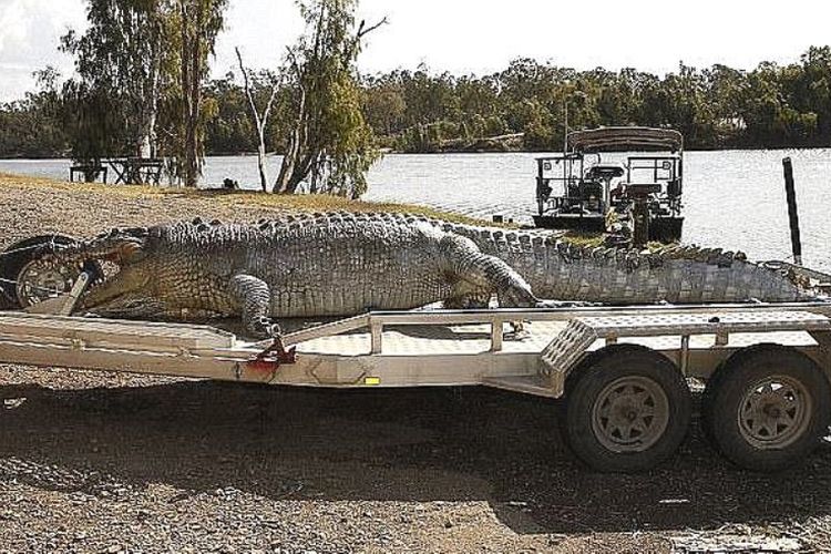 Buaya besar ini ditemukan mati akibat luka tembak di Sungai Fitzroy, Rockhampton, Queensland, Australia.
