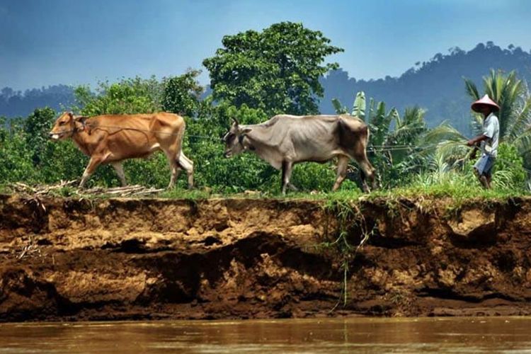 Seorang petani menuntun sapi kurus di tepi Sungai Paguyaman. Ribuan petani miskin Gorontalo akan mendapat gelontoran 800 ribu ekor ayam bantuan Kementerian Pertanian.
