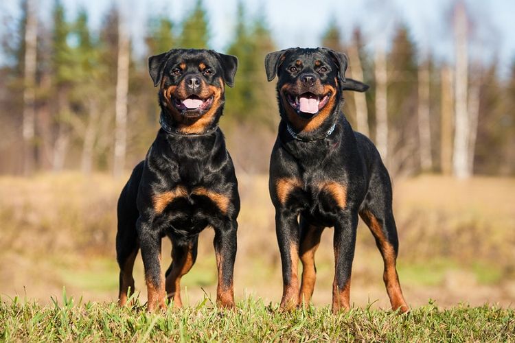 Ilustrasi dua ekor anjing rottweiler.