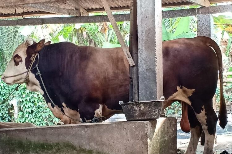 Sapi jenis limosin seberat 1,2 ton kurban Presiden Joko Widodo untuk warga Bengkulu