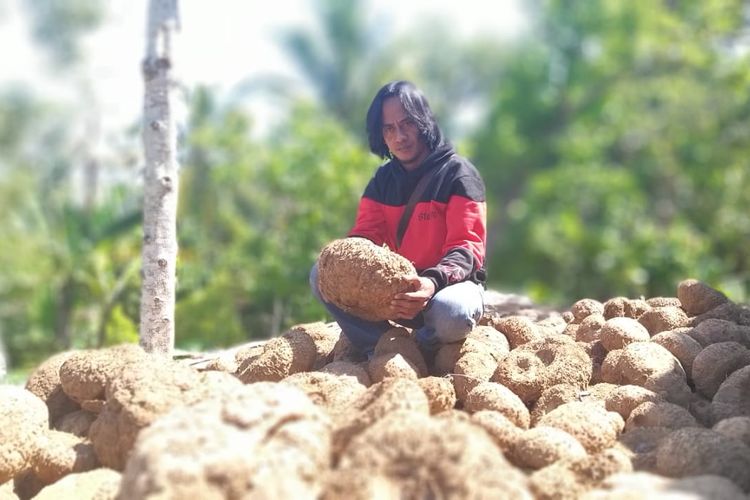 UMBI PORANG?Paidi, warga Desa Kepel, Kecamatan Kare, Kabupaten Madiun menunjukkan umbi porang yang akan diekpsor ke luar negeri. Paidi sukses mengembangkan porang hingga mengubah nasibnya pemulung menjadi milyader.